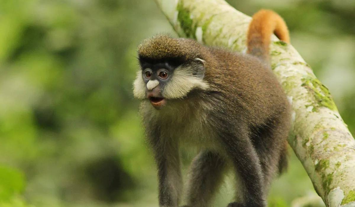 Red-tailed monkeys