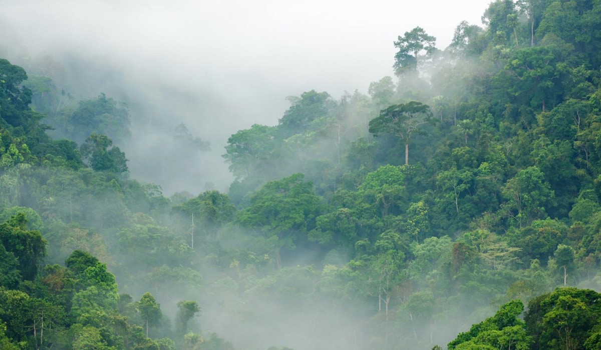 Tropische bossen