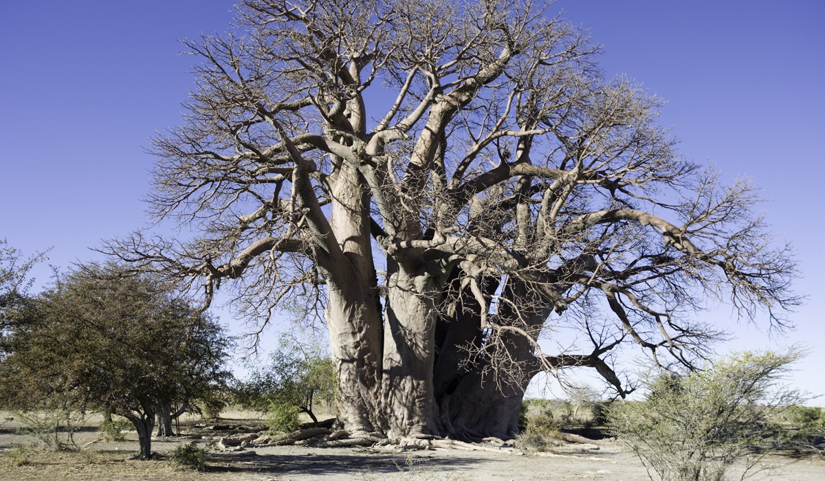 Ancient baobab trees