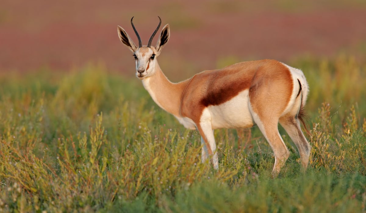Antilopes
