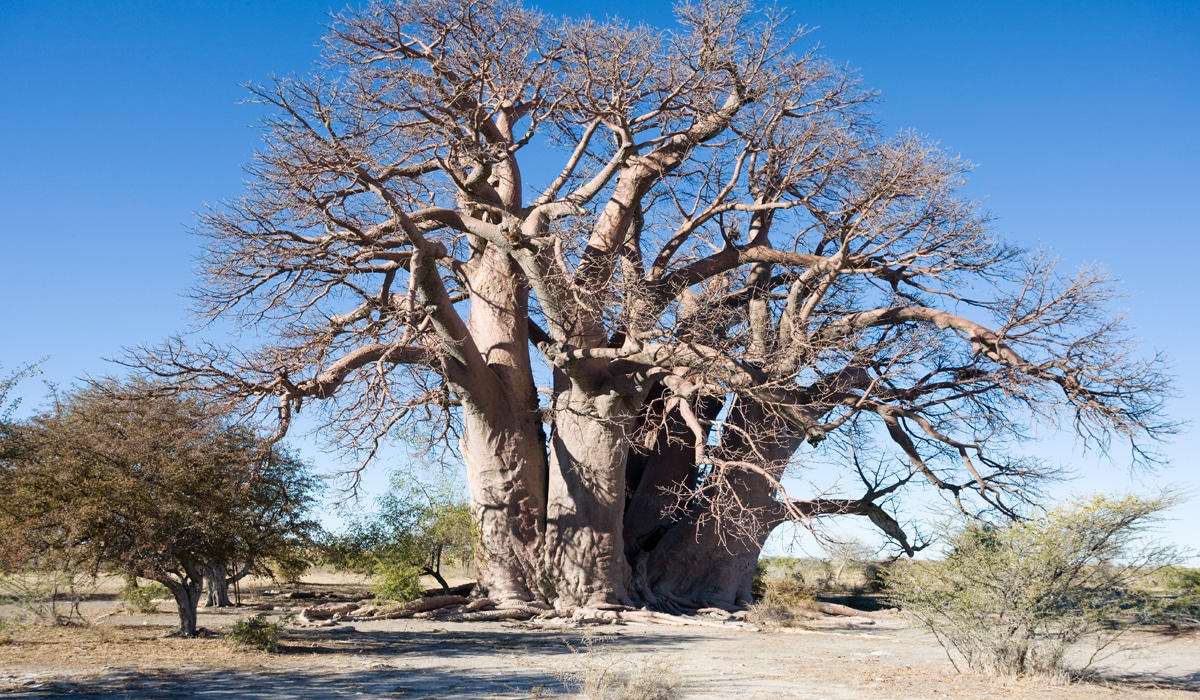 Baobab-Bäume