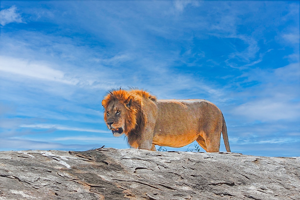 ボブ・ジュニアのフォトジェニックなライオン、セレンゲティの物語