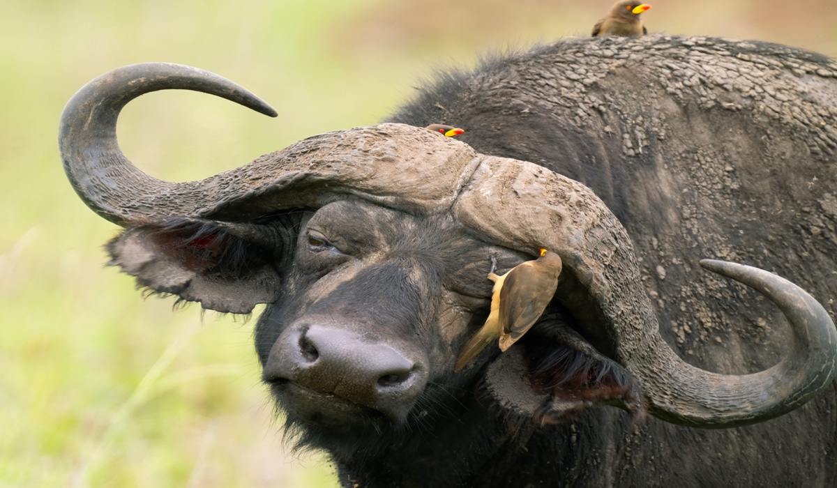 Kap buffel