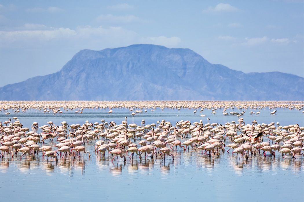 Größere und kleinere Flamingos
