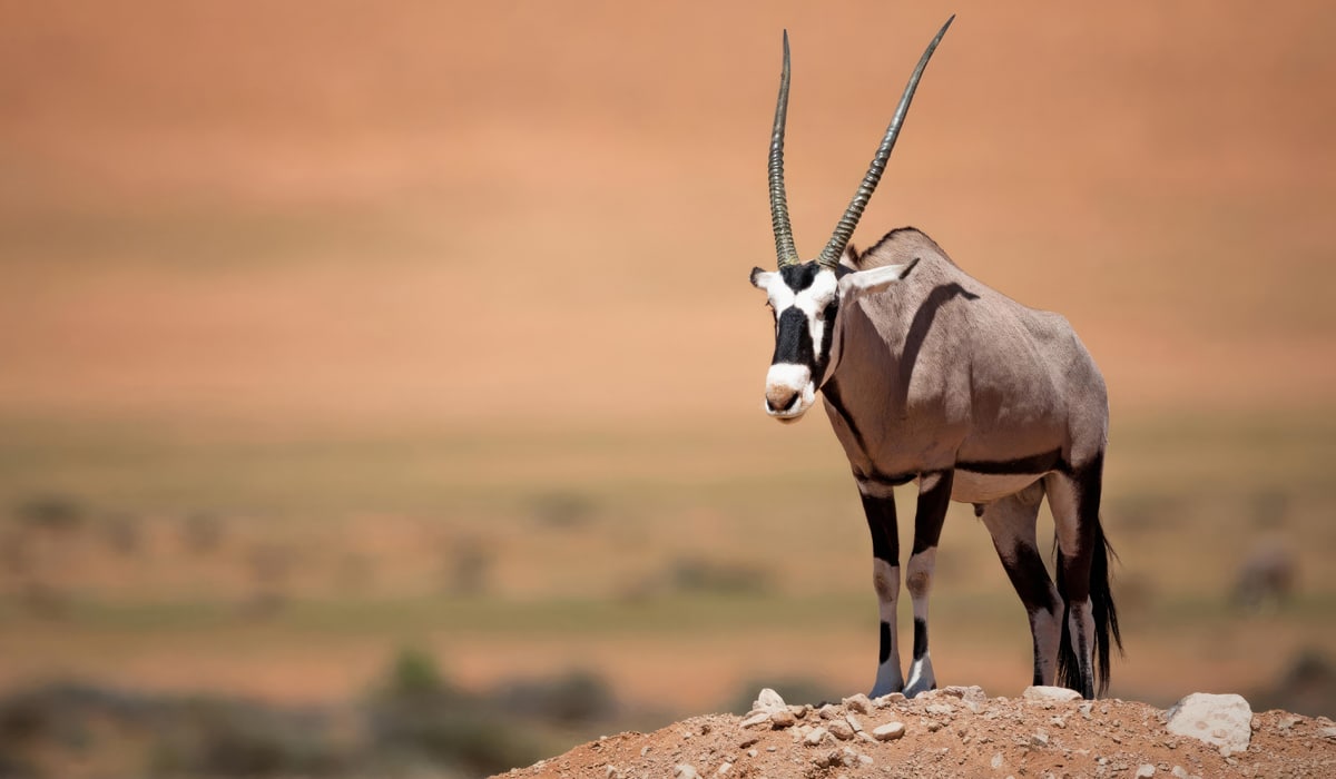 Oryx antelopes