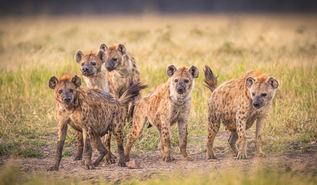 Gevlekte hyena
