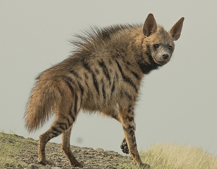 Randig hyena