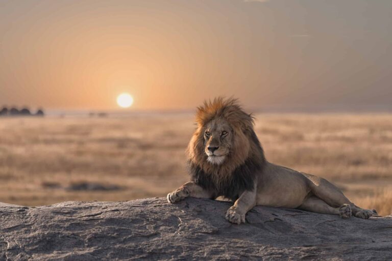 Bob Jr., een mannetjesleeuw met dikke manen, ligt majestueus op een grote rots en kijkt uit over de uitgestrekte savanne naar de zonsondergang. De horizon gloeit met een warme oranje tint en gaat naadloos over in de heldere hemel erboven. - Easy Travel Tanzania