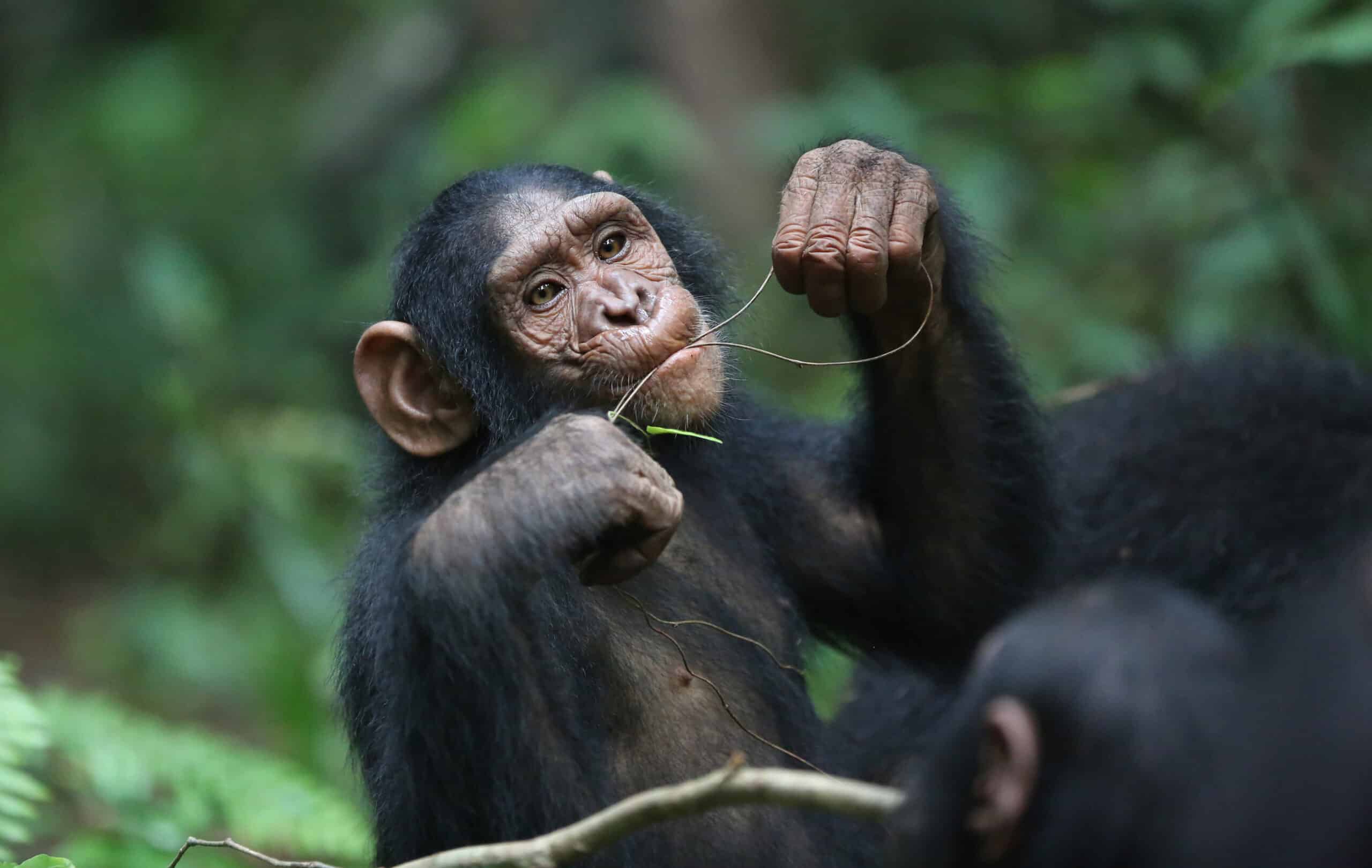 chimpancés