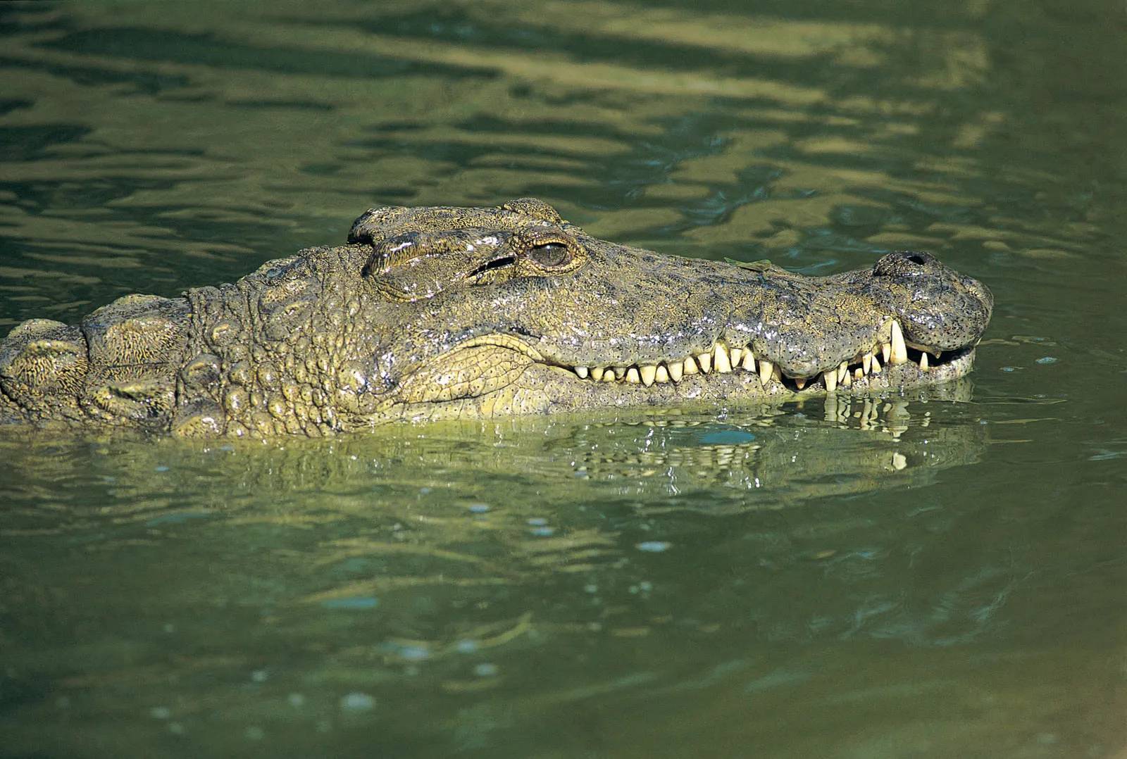 Krokodillen