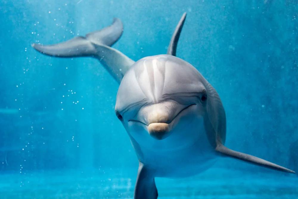 Delfiner