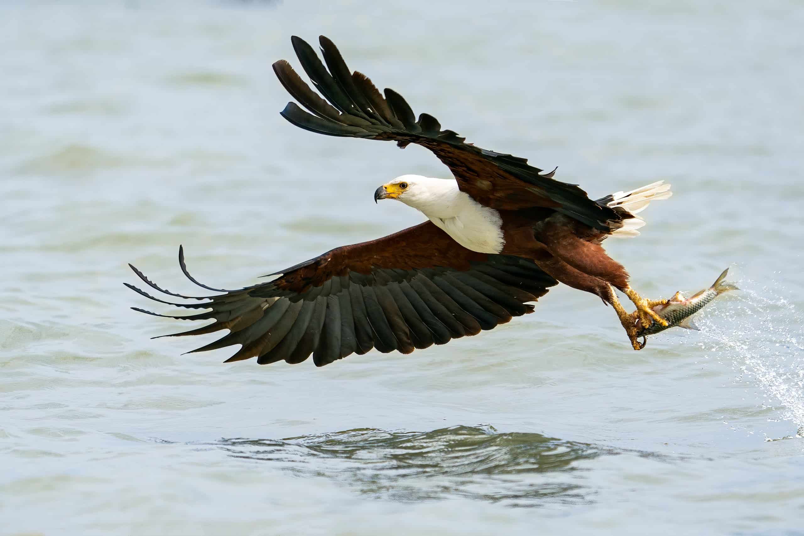 Fish eagles