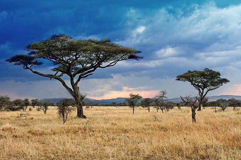 Graslanden en savannes