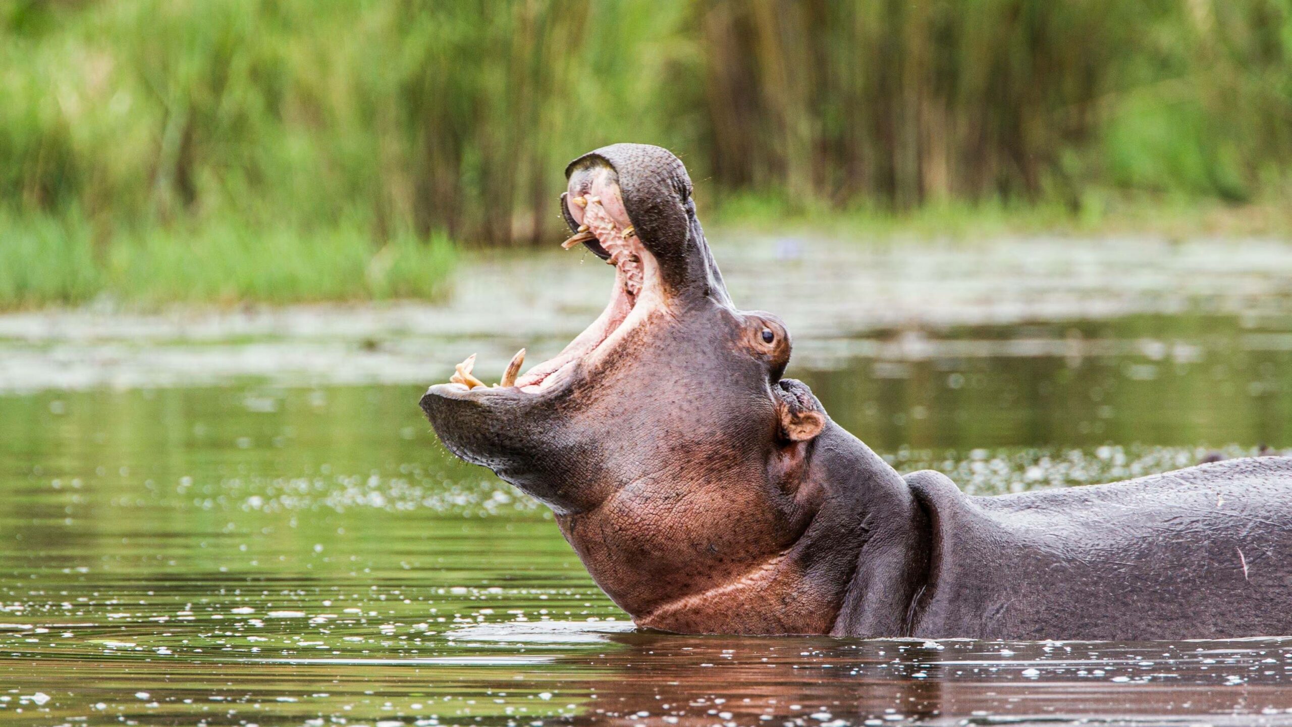 Hippopotame
