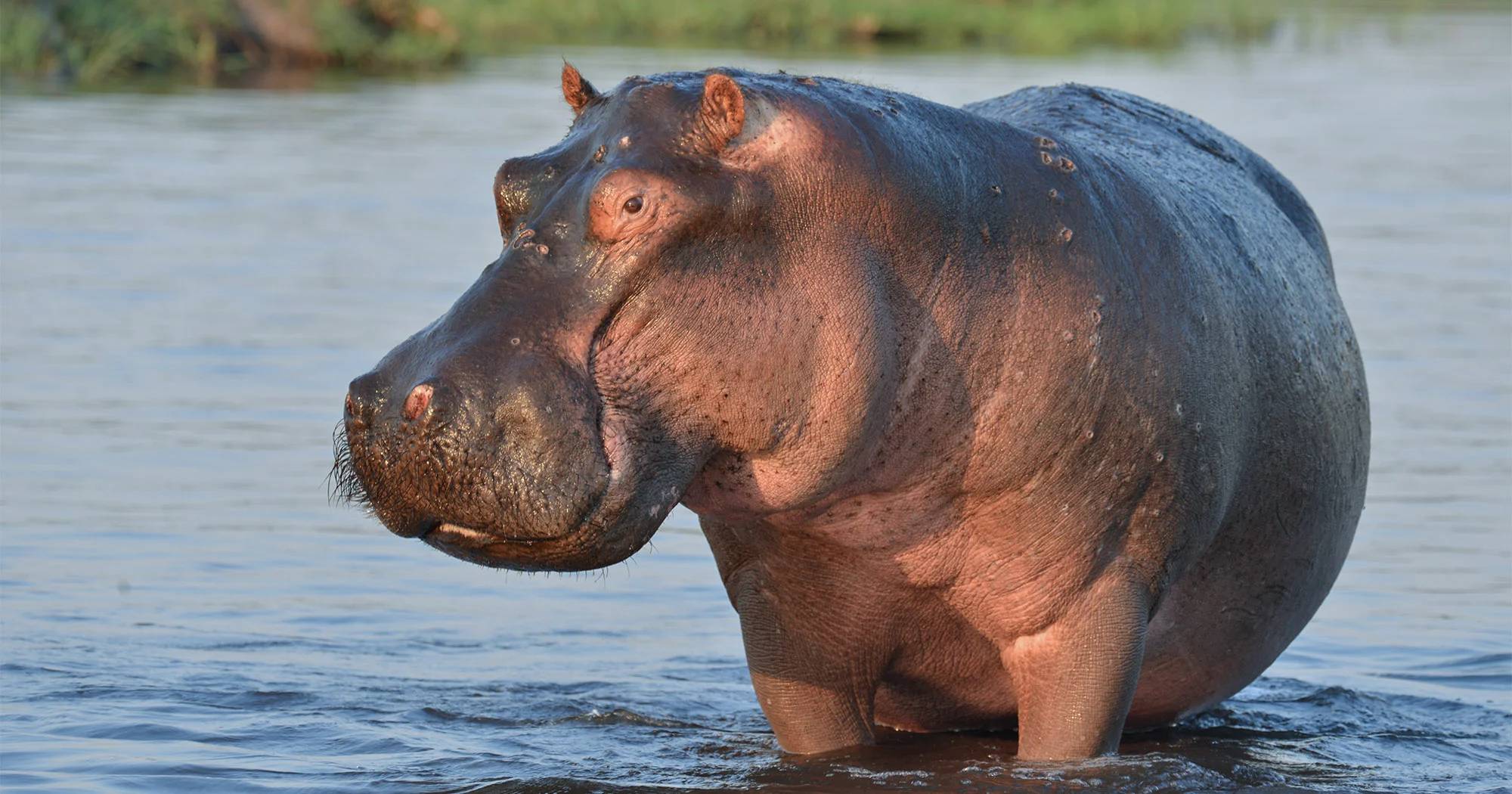 hipopótamos