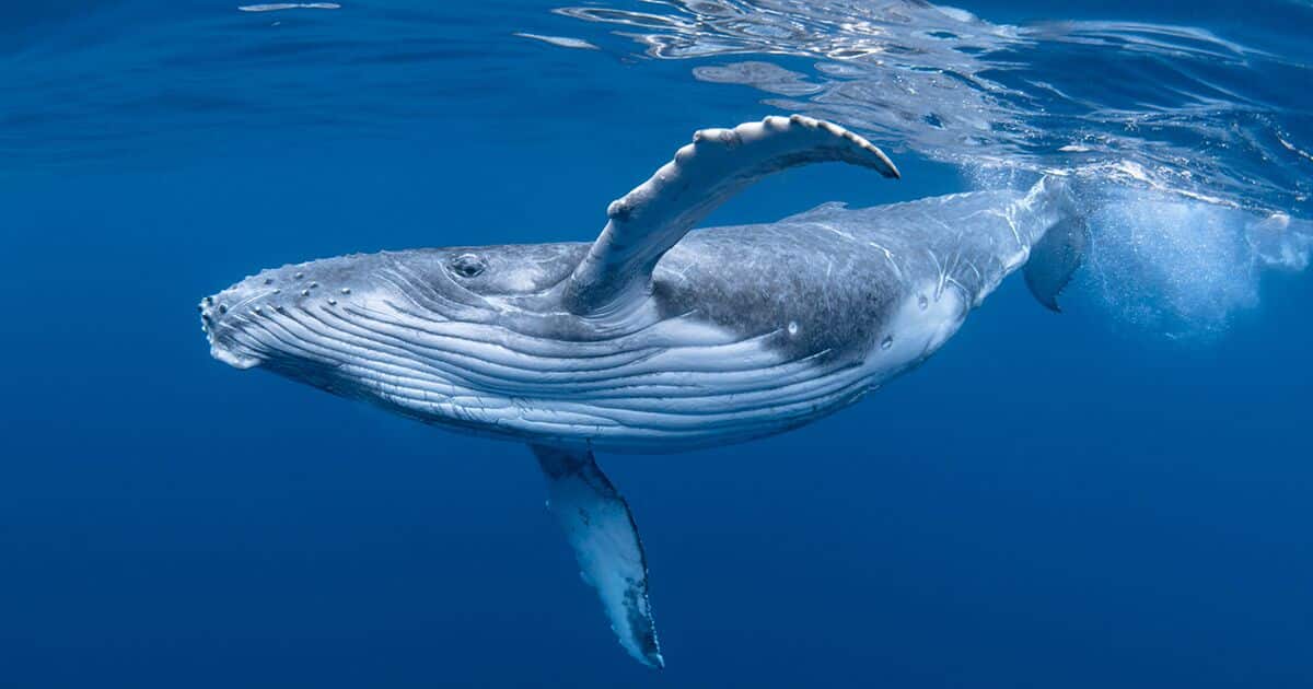 Baleines à bosse