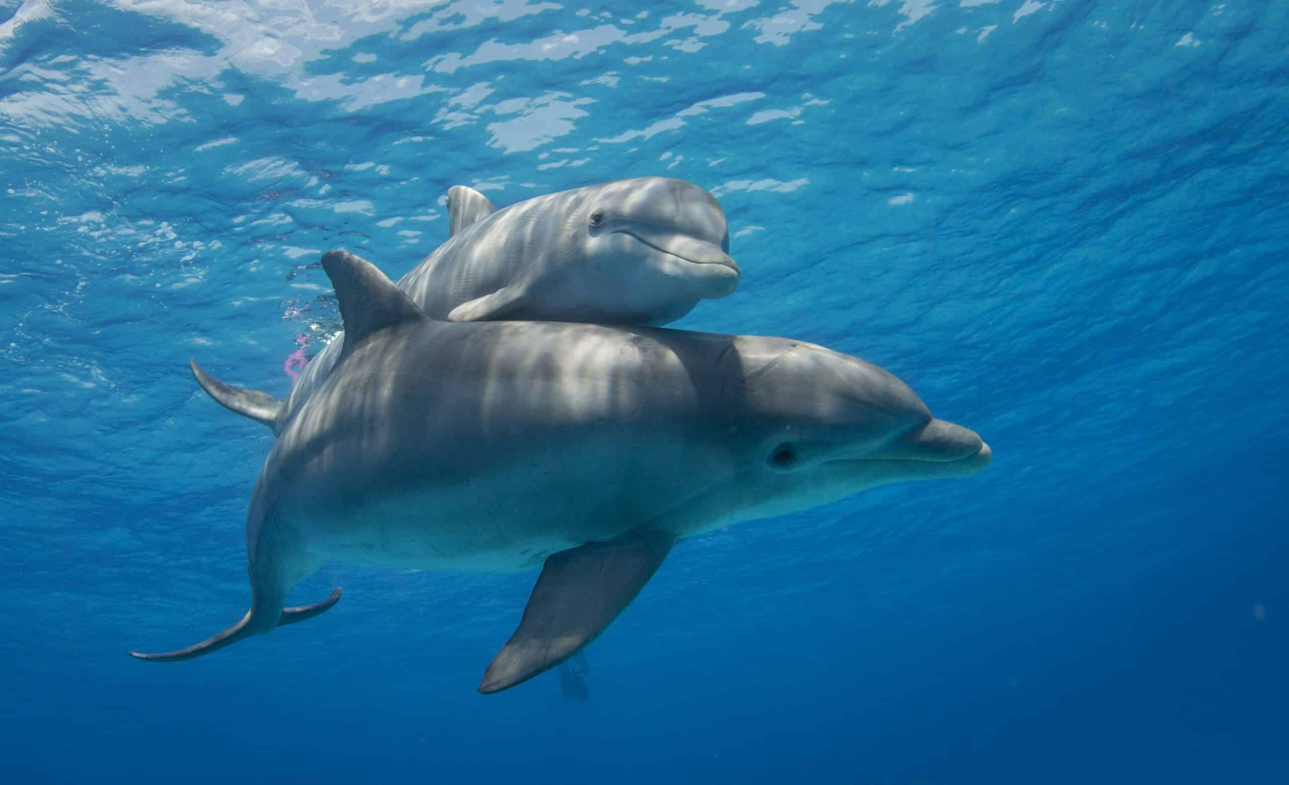 Grand dauphin de l'Indo-Pacifique