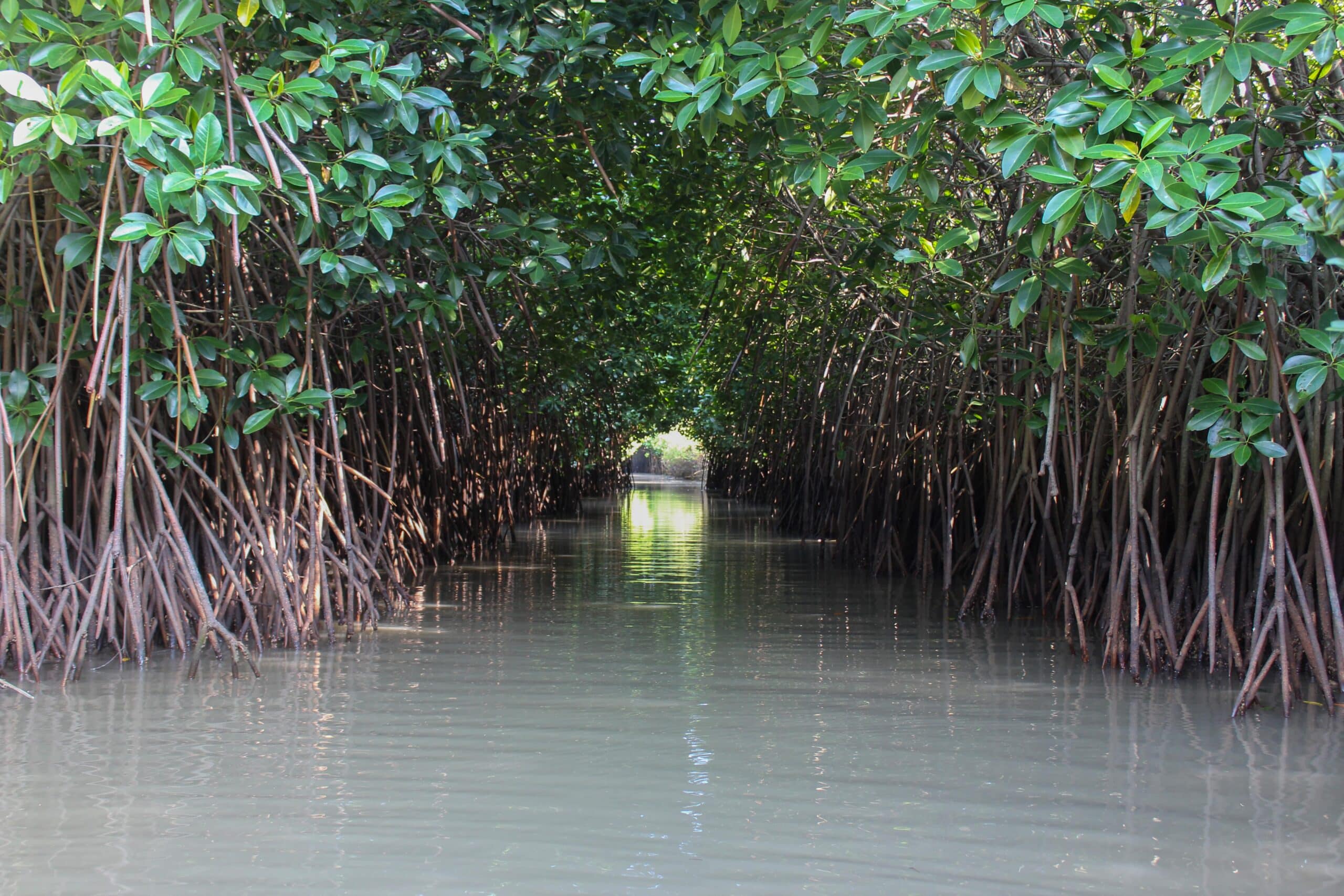 Mangrove forests