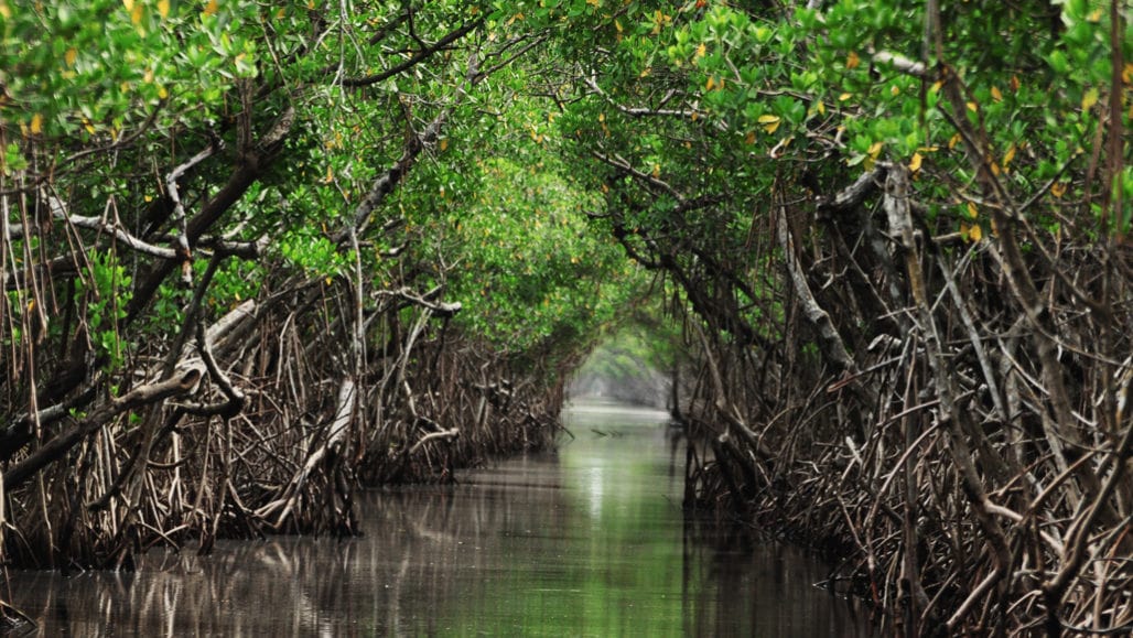 Bosques de manglares
