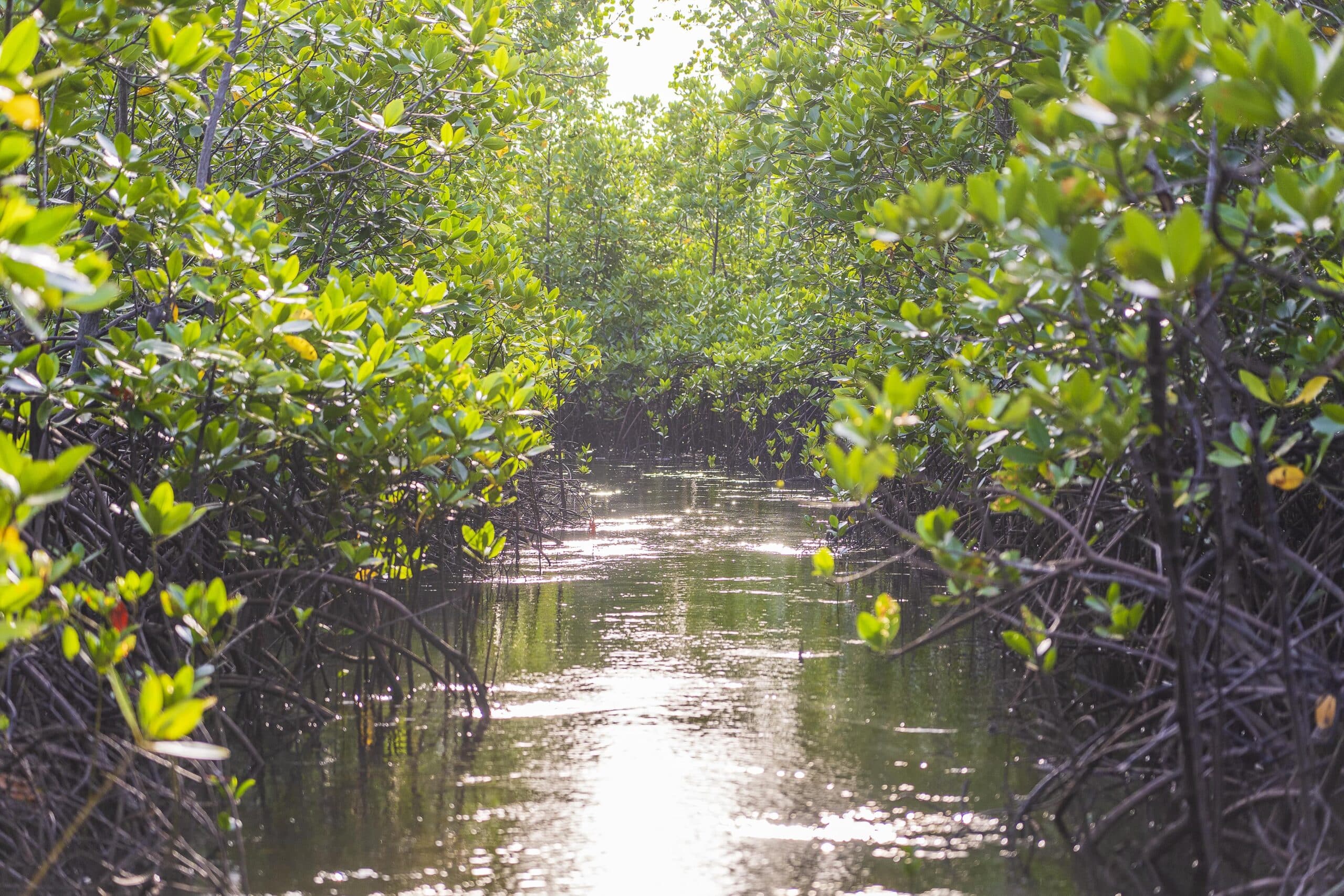 Mangrove moerassen