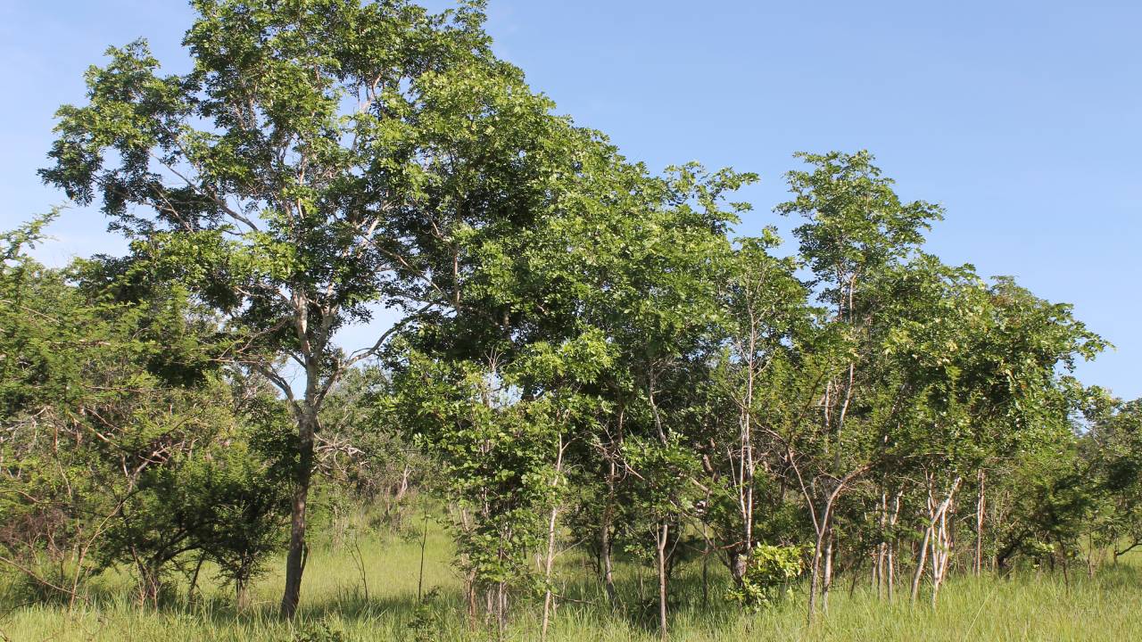 Zone de conservation de Mpingo
