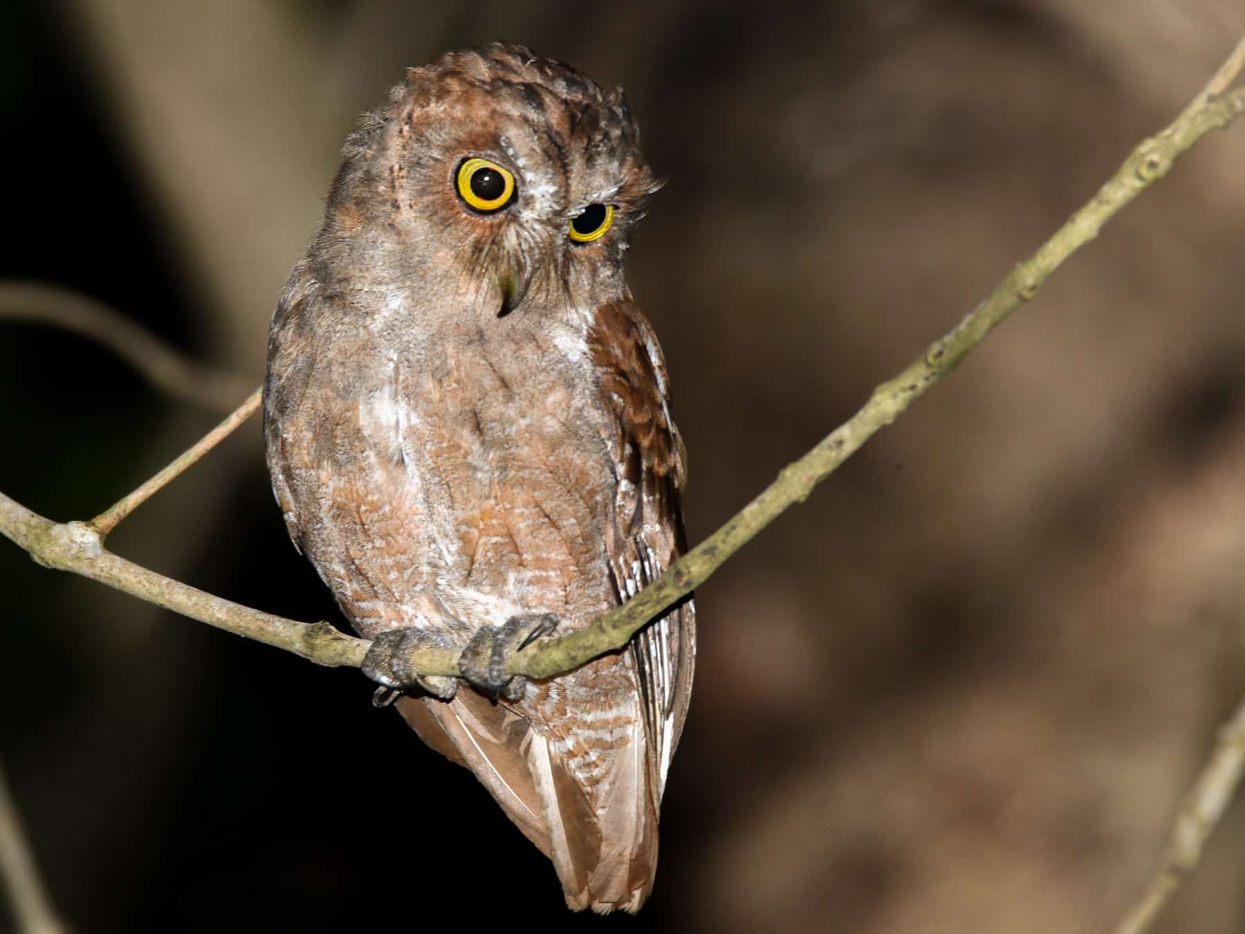 Pemba scops-owl