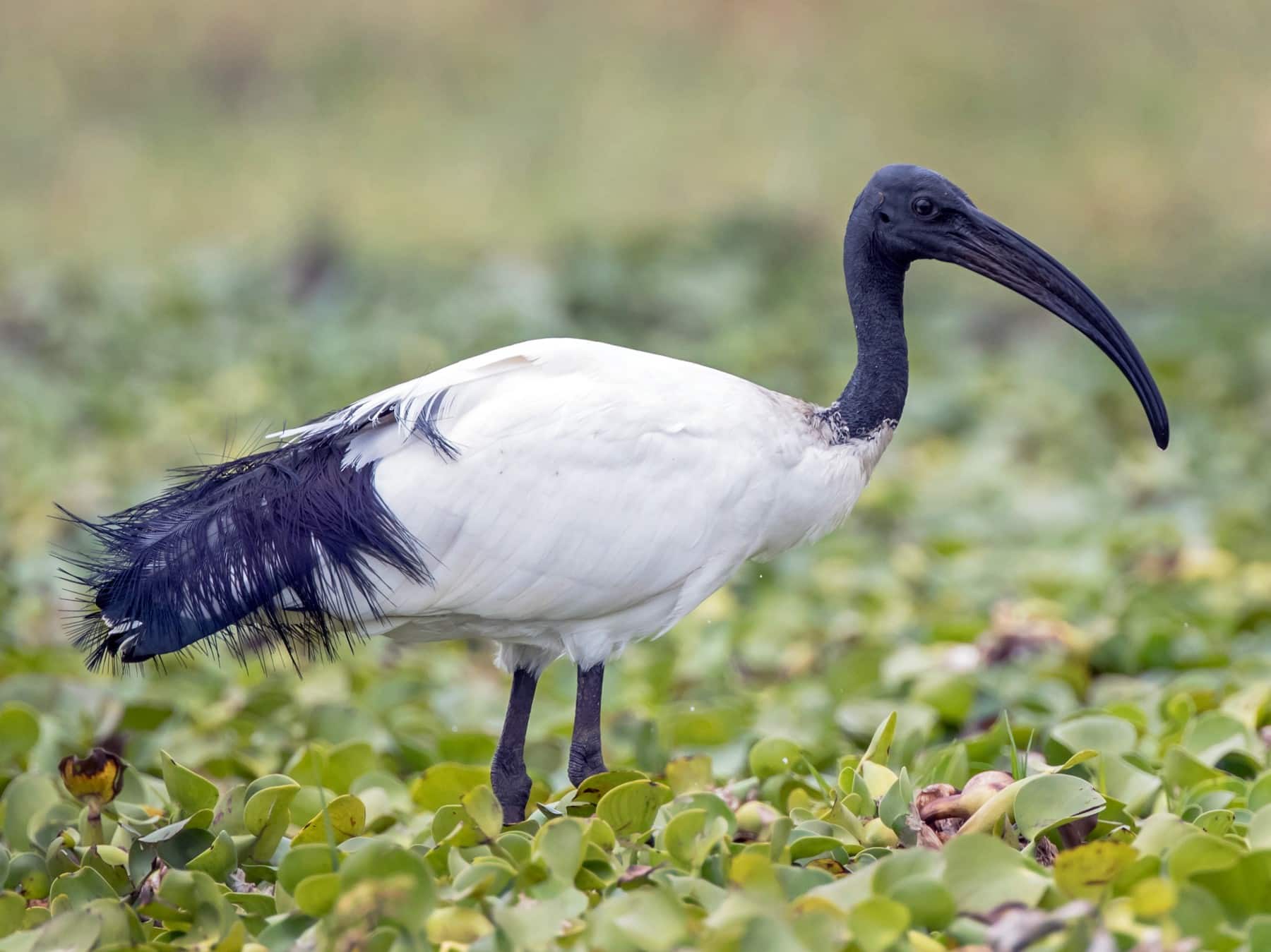 ibis sagrado