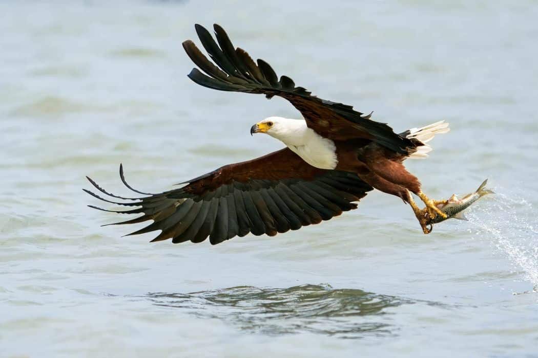águila pescadora africana