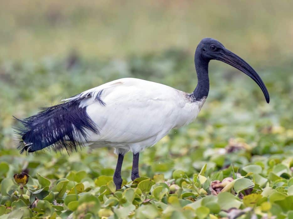 Afrikaanse heilige ibis