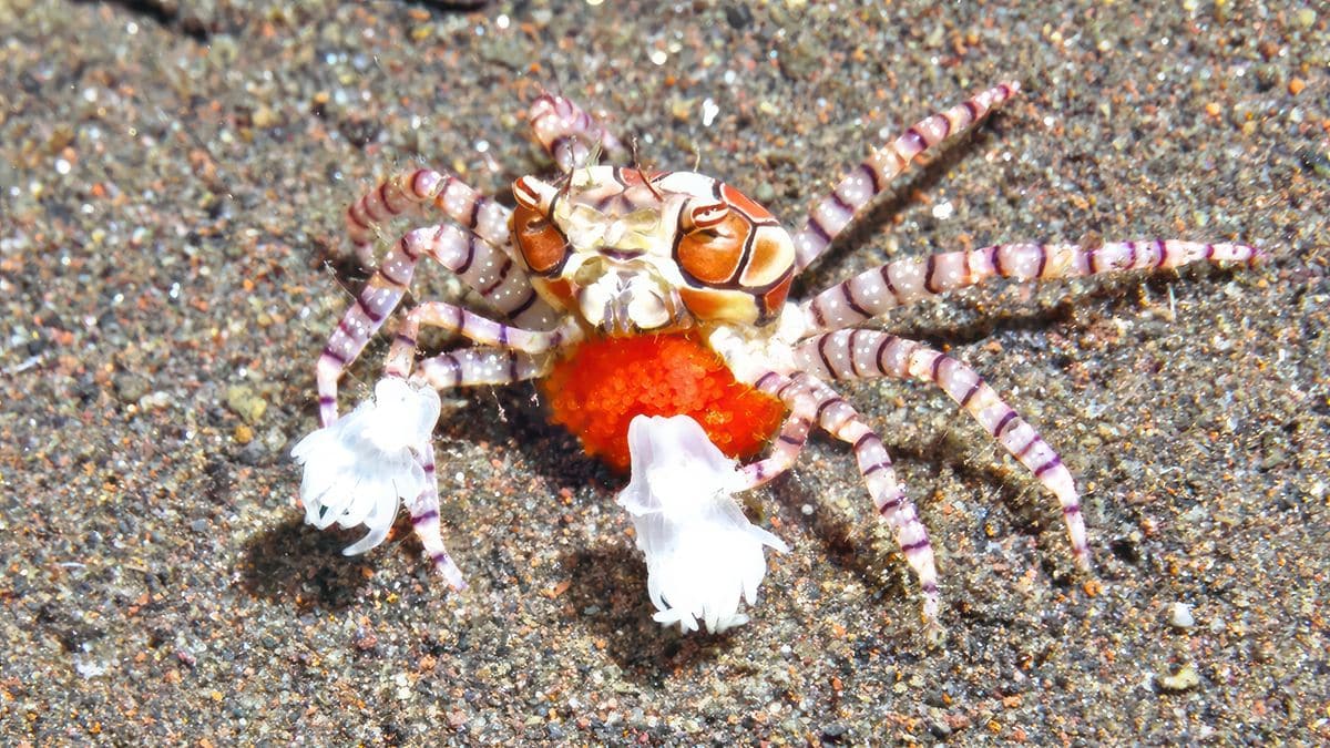 Boxer crab