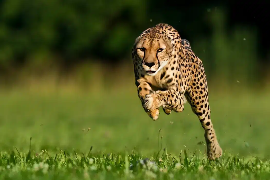 Cheetah 