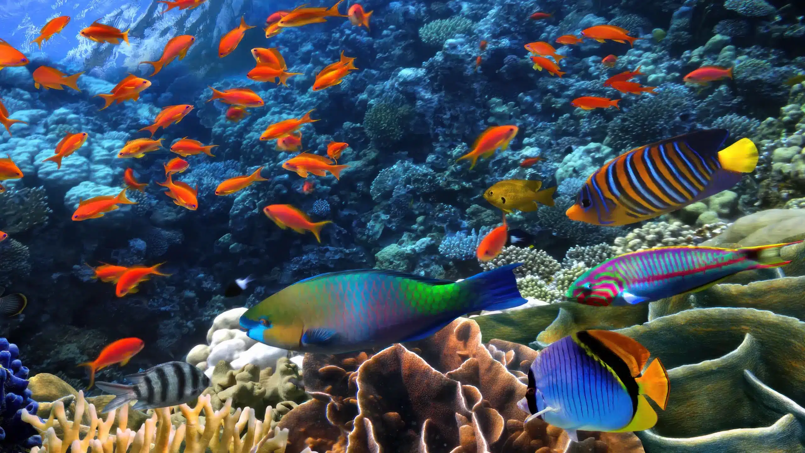 Colorful reef fish