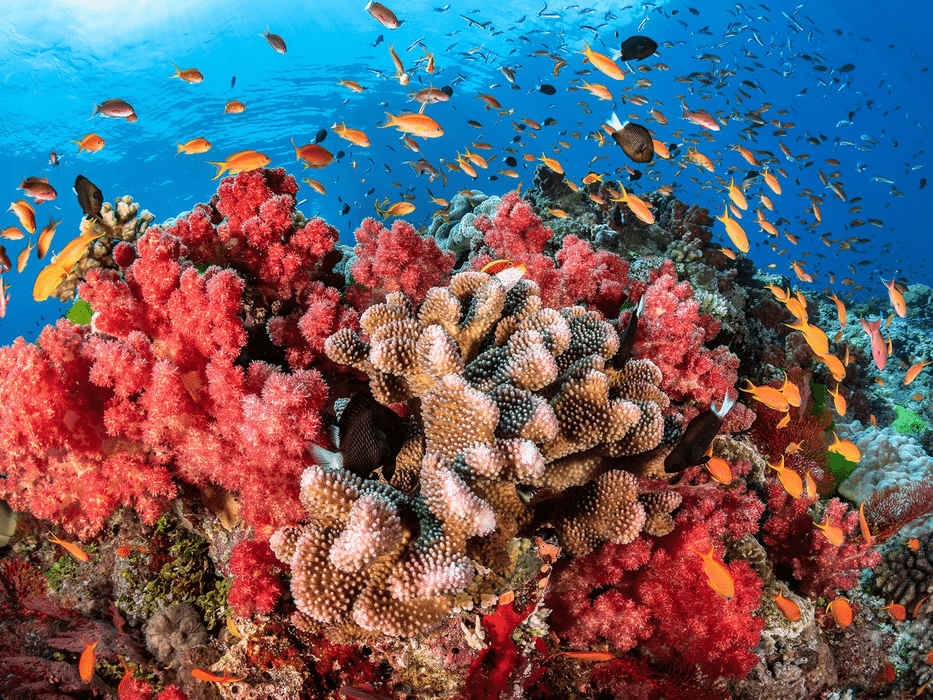 koraalrif