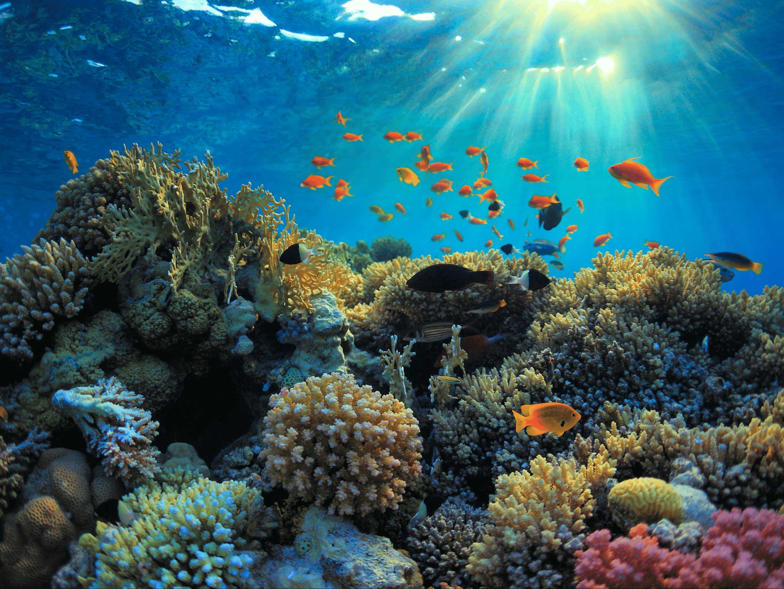 los arrecifes de coral