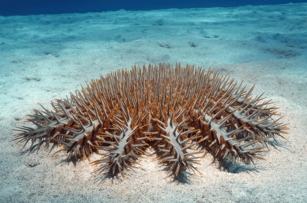 Crown-of-thorns starfish 