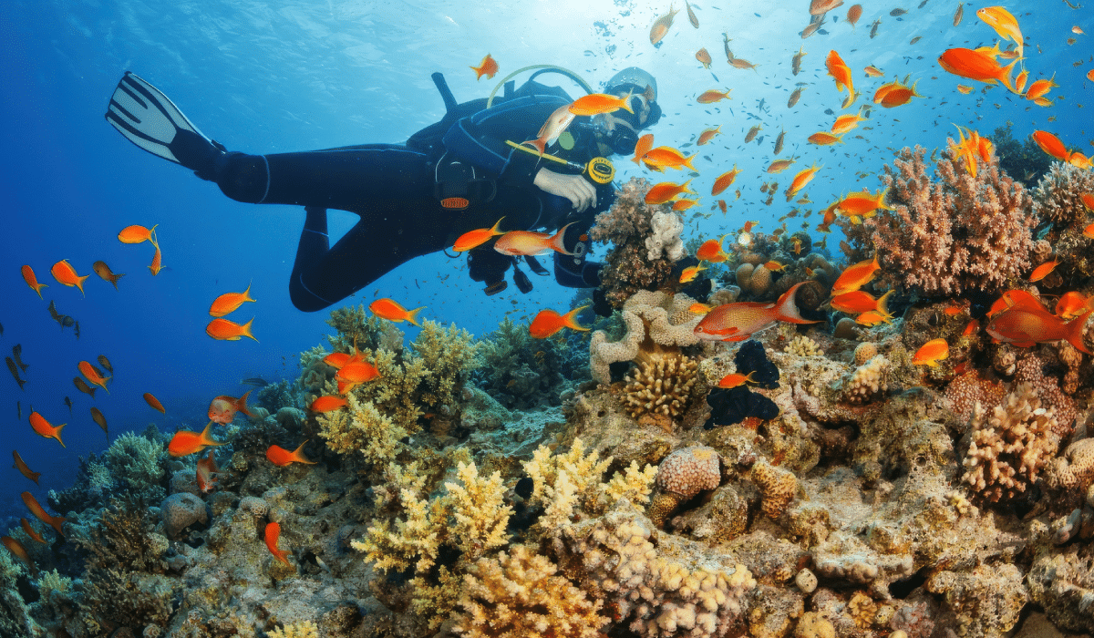 Snorkel or dive in the coral reefs