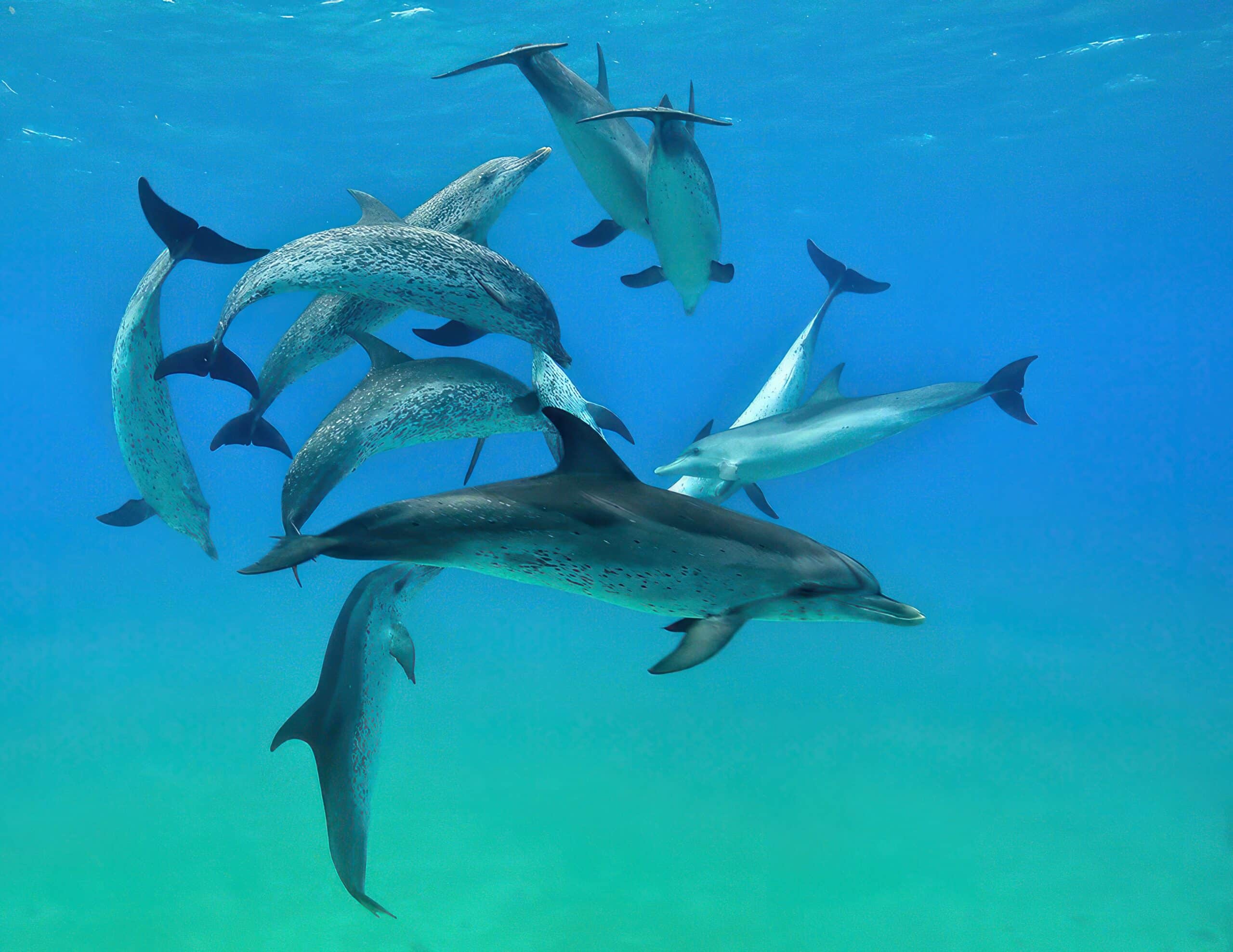 Dolphin pods