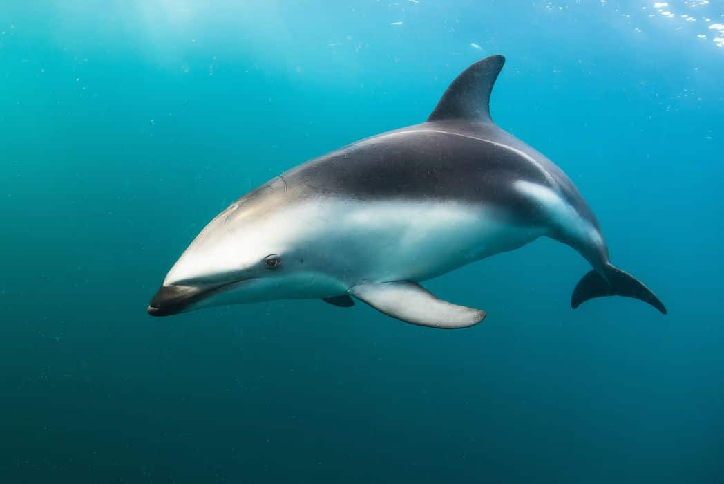 Dunkle Delfine