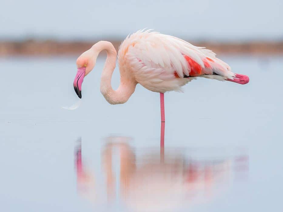 Grotere flamingo