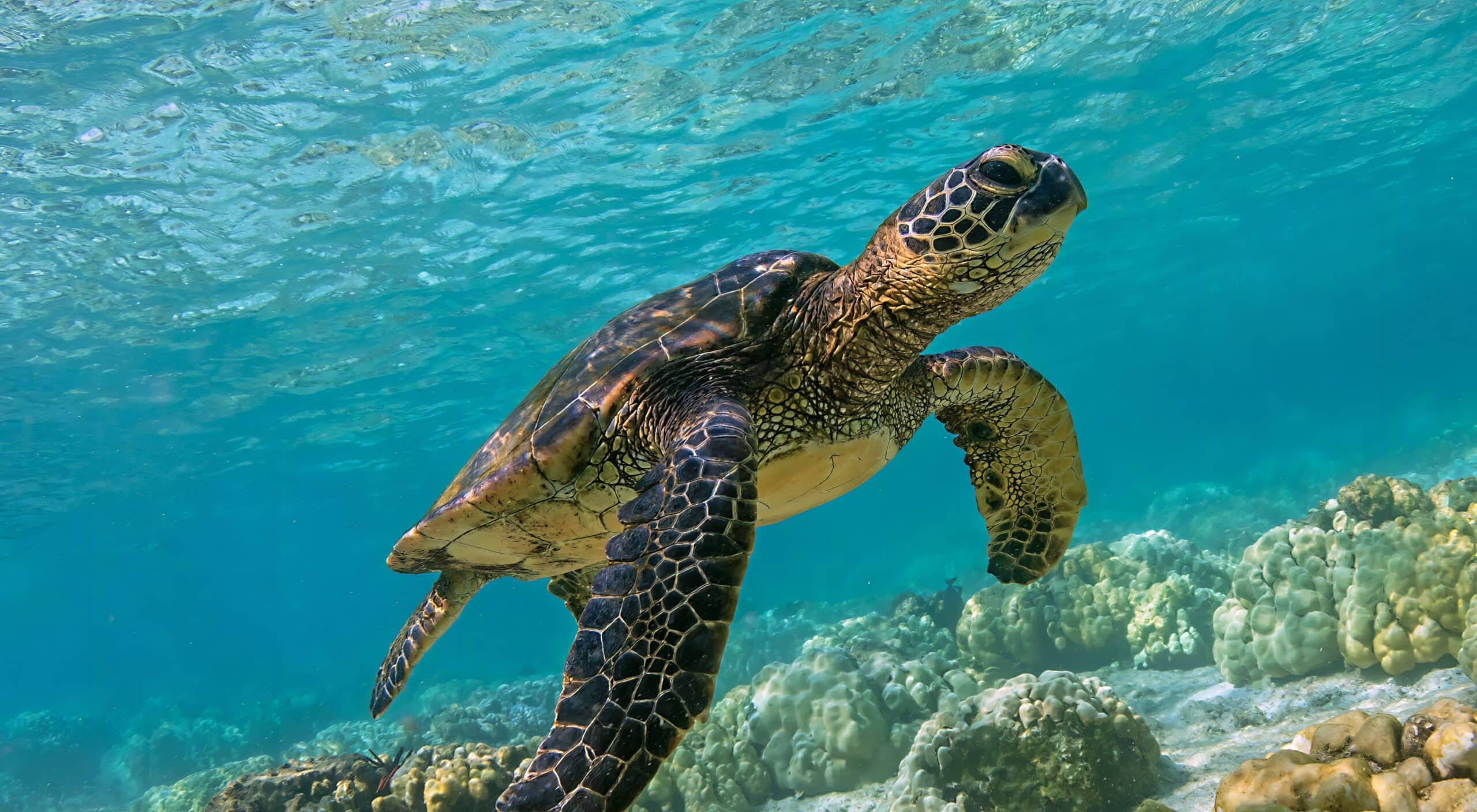 tortuga marina verde