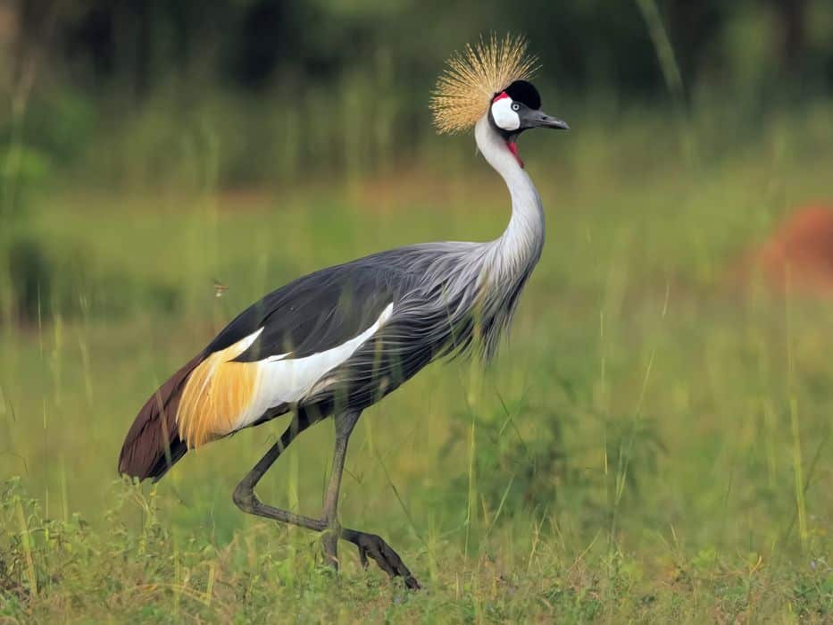 Grey crowned crane 