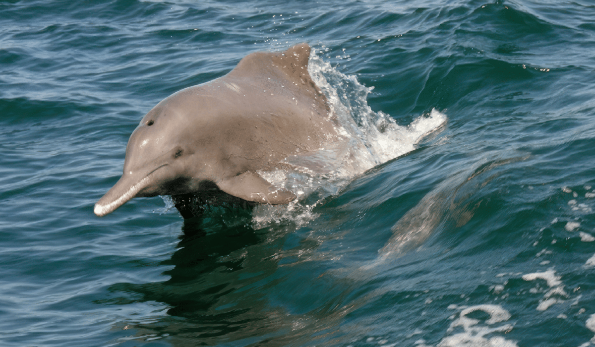 Indian ocean humpback dolphin