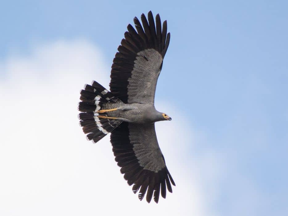 马达加斯加鹞鹰