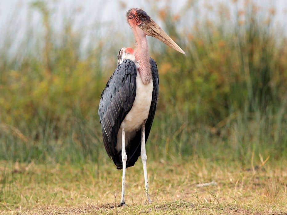 Marabou stork 