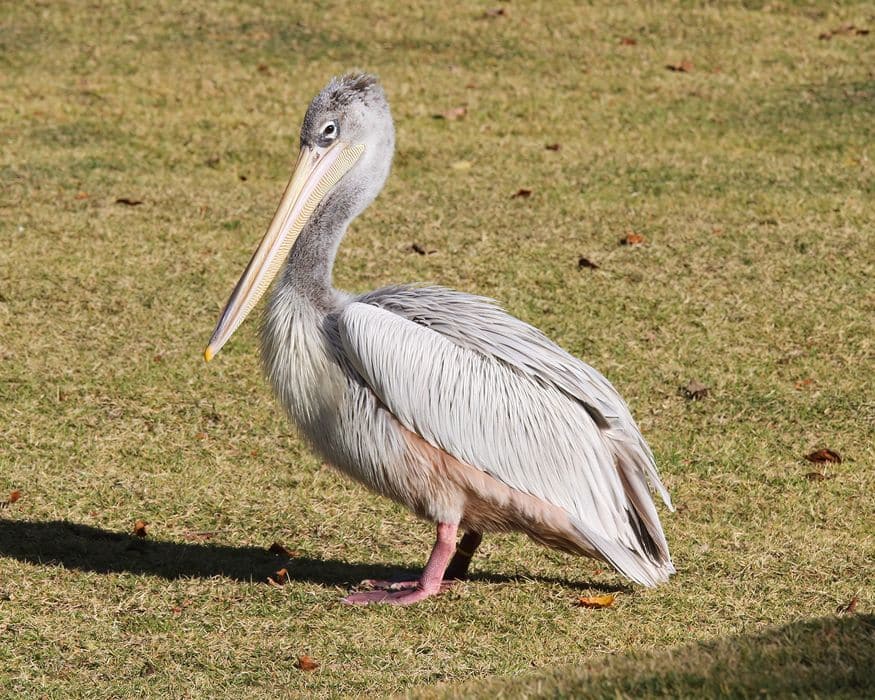 Pelikan mit rosa Rücken