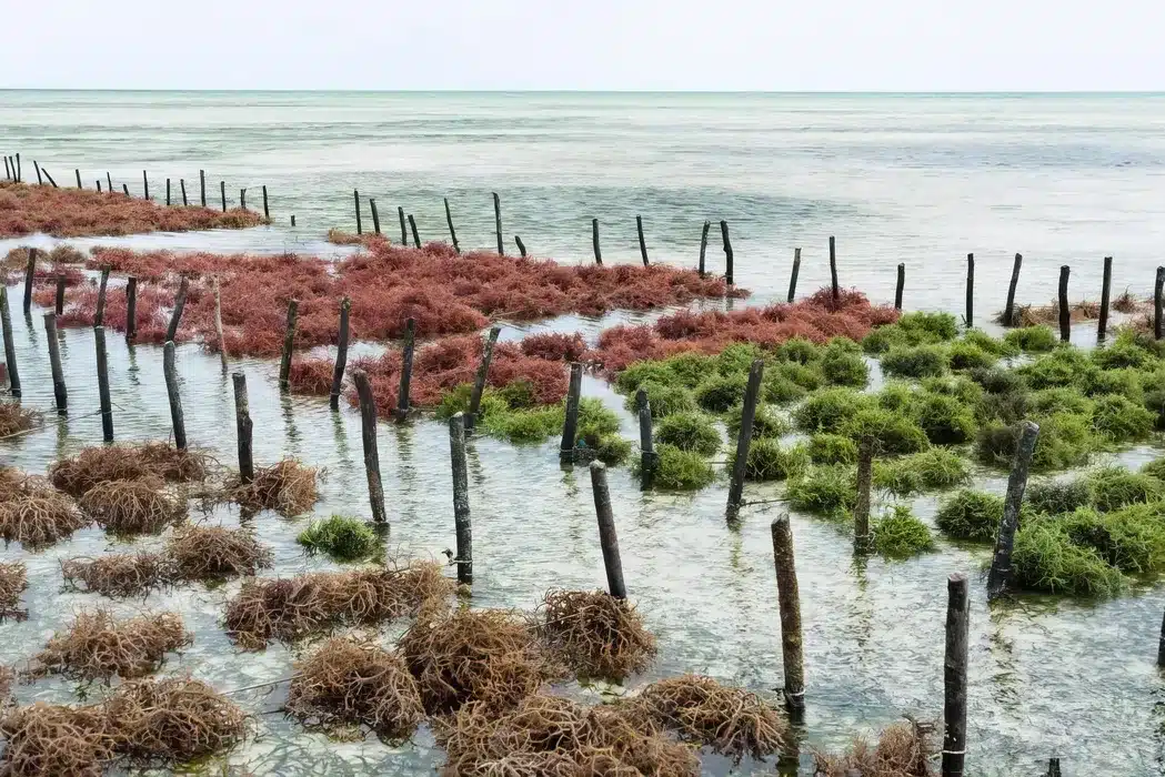 Seaweed farms 