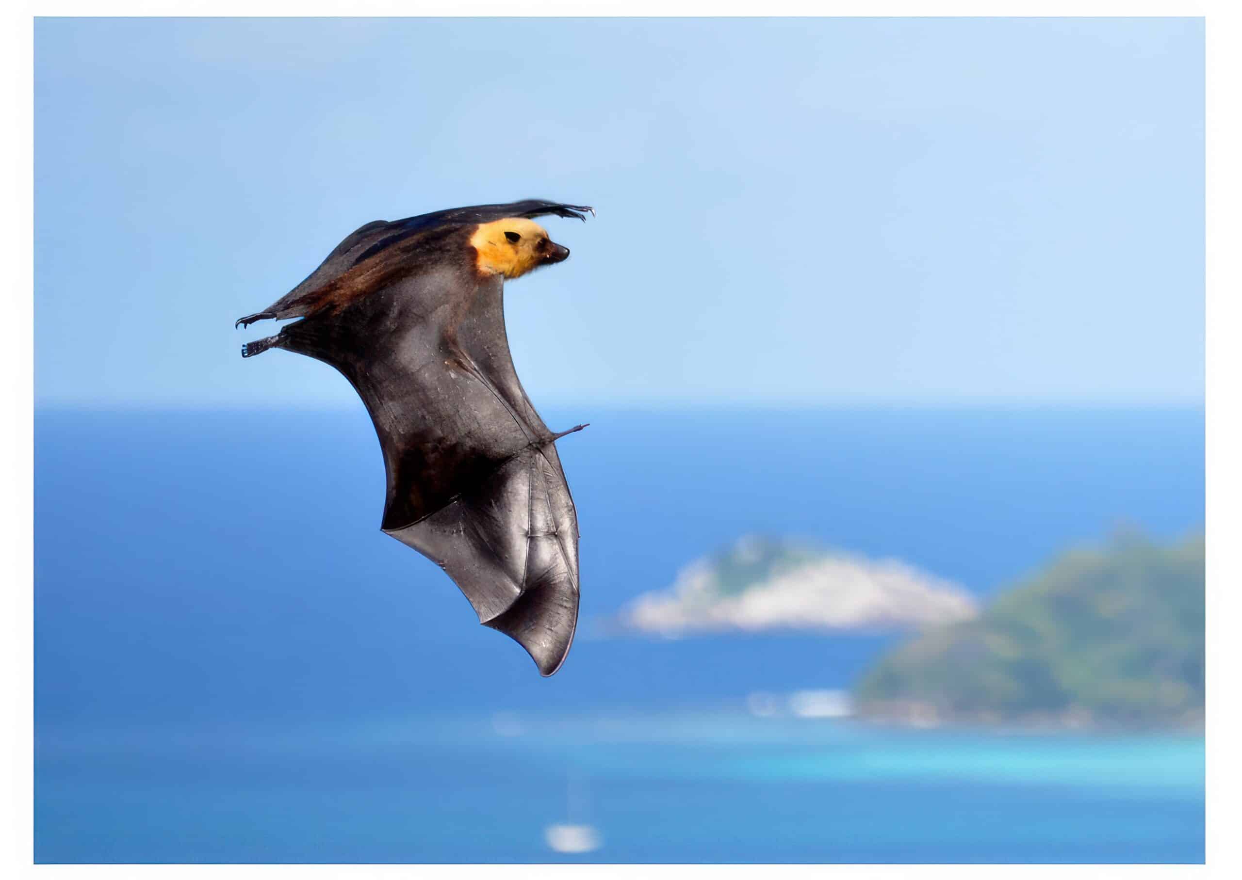 Seychelles fruit bat 