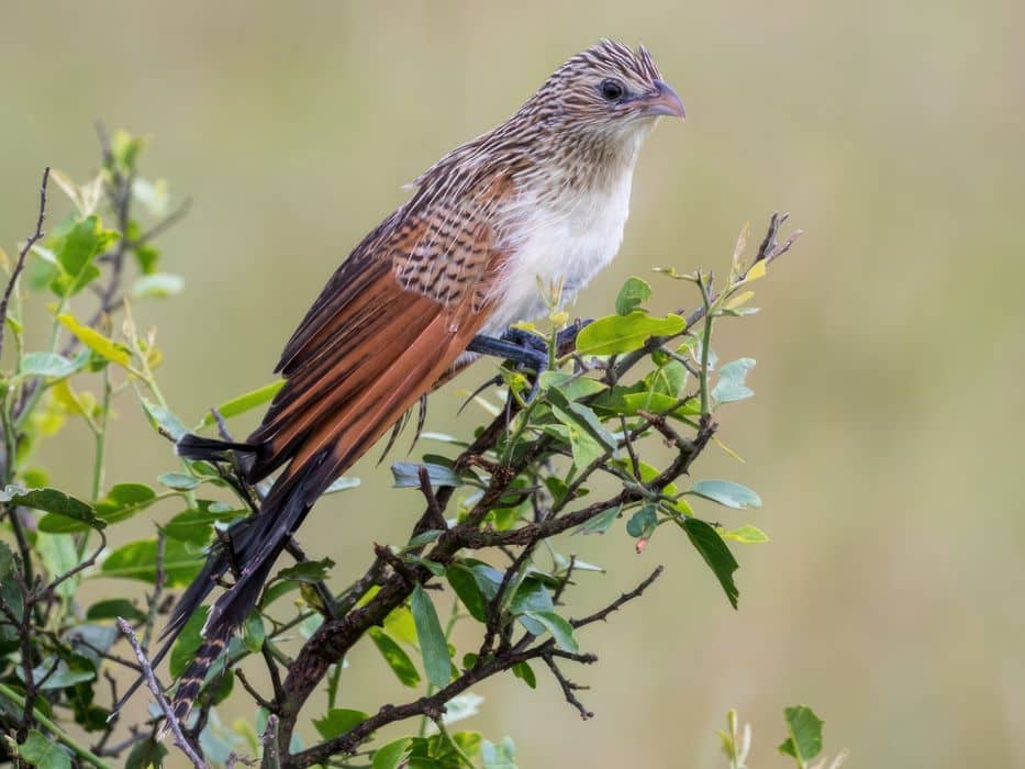White-browed coucal