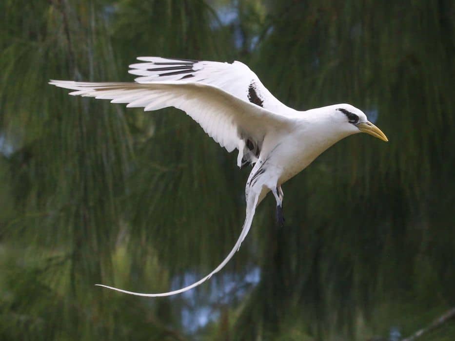 白尾热带鸟