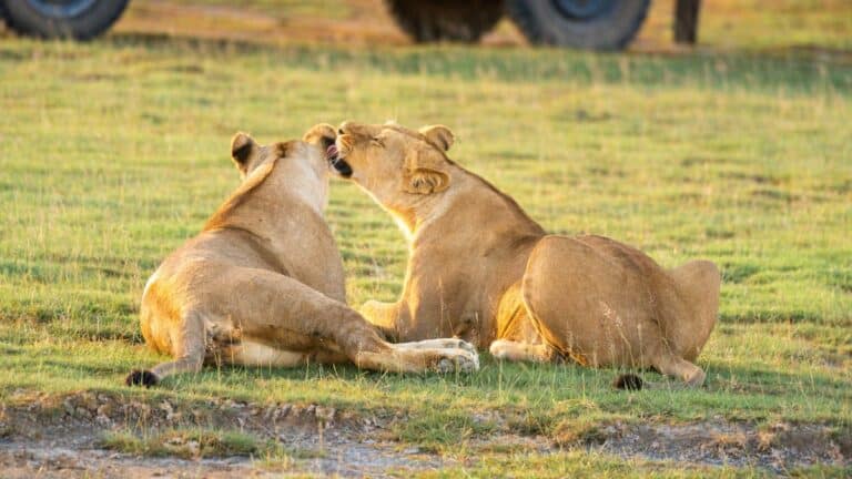 Tanzania - 5 reasons why you should visit arusha national park - blog | easy travel